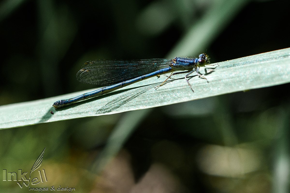 Art prints-wildlife, Resting Dragon Fly