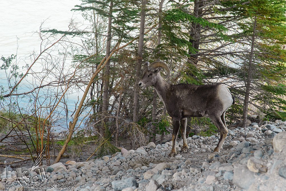 Art prints-wildlife, Big Horned Sheep