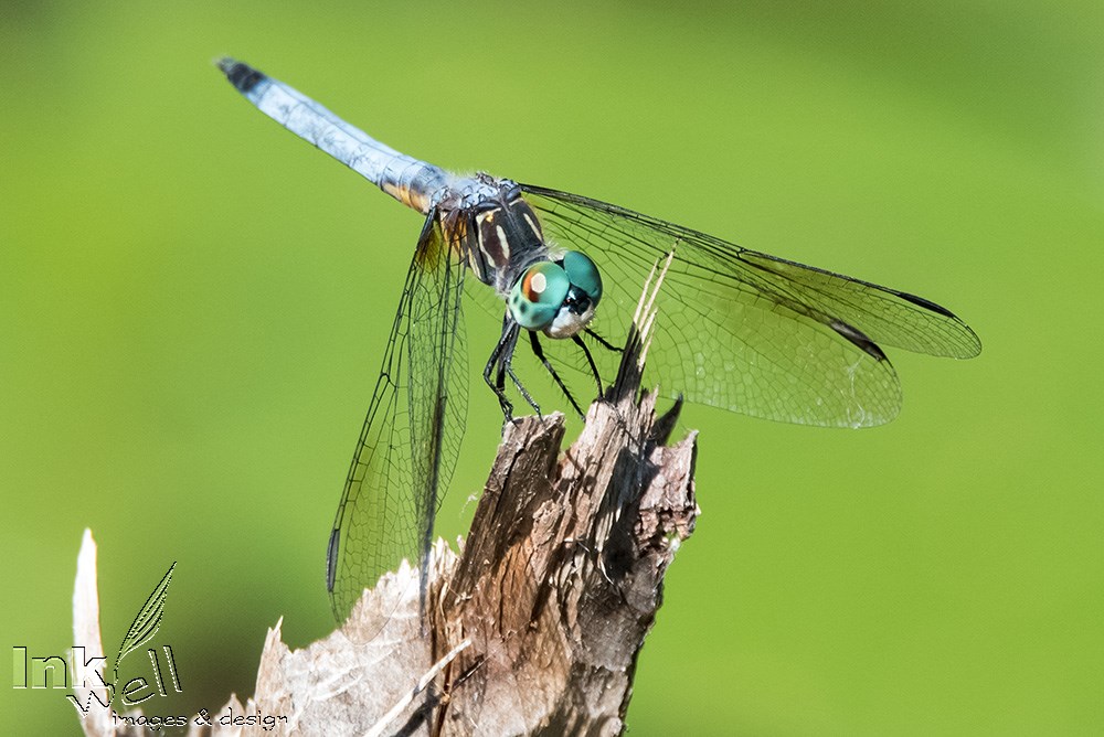 Art prints-wildlife, Blue Dasher Dragonfly