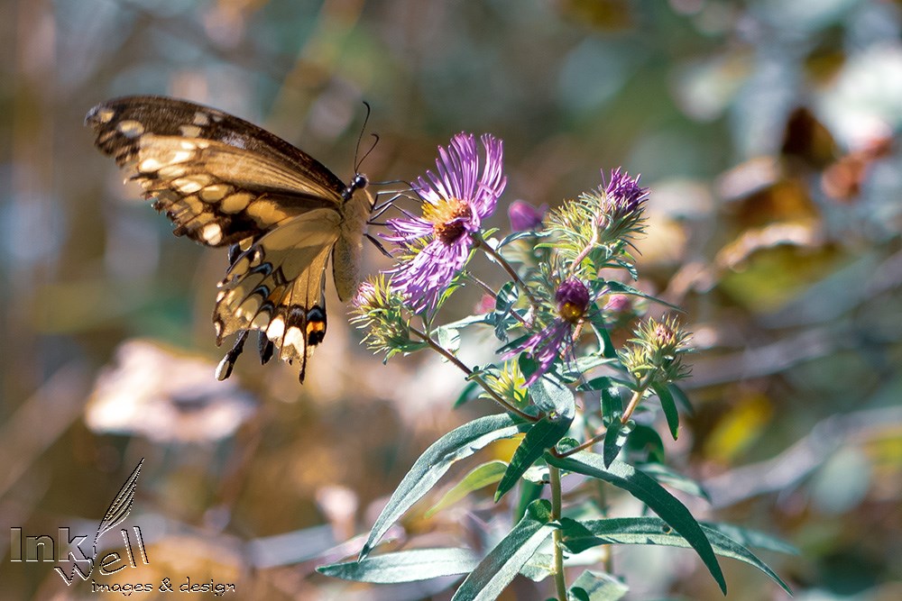 Art prints-wildlife, Giant Swallowtail Butterfly