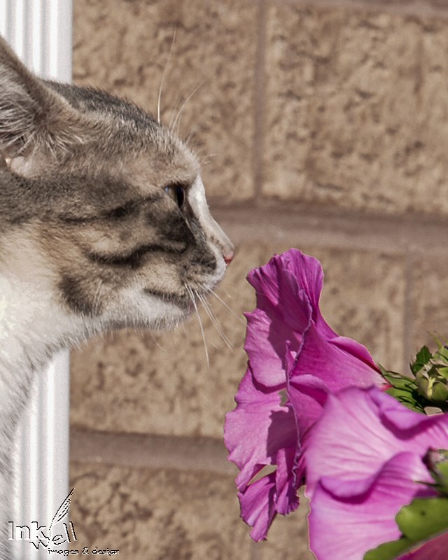 Art prints-wildlife, cat smelling flowers
