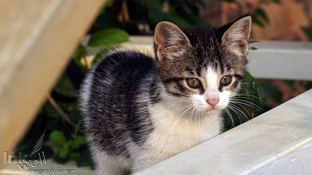 Art prints-wildlife, kitten