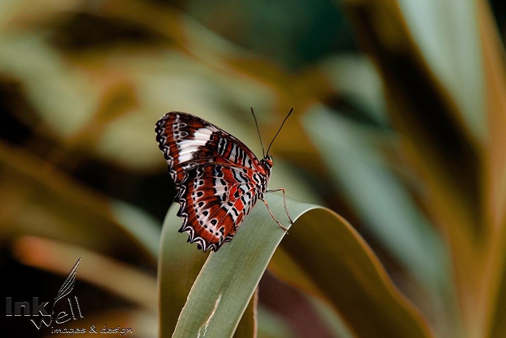 Art prints-wildlife, Cethosia Biblis -Red Lacewing