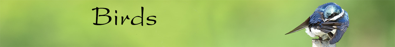 photography used for wall art