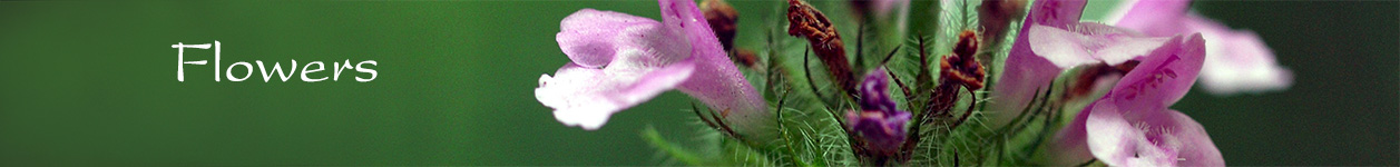 photography used for wall art