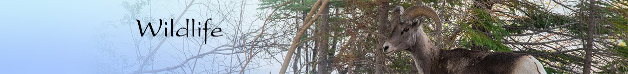 photography used for wall art