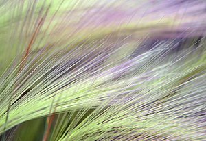 detailed photography/macro