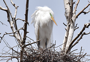 art print bird theme examples