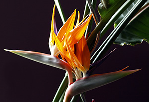 art print flower examples