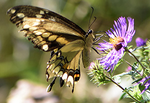 art print wildlife examples