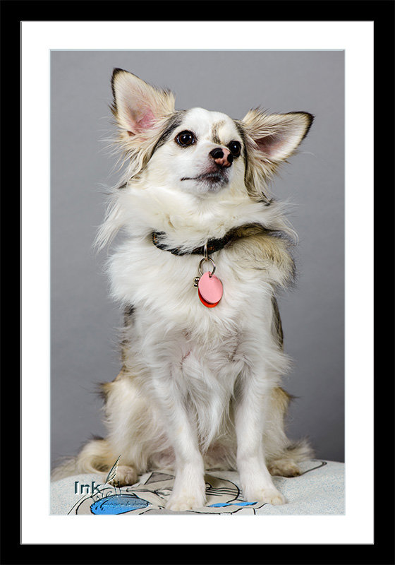 Portrait of a dog sitting