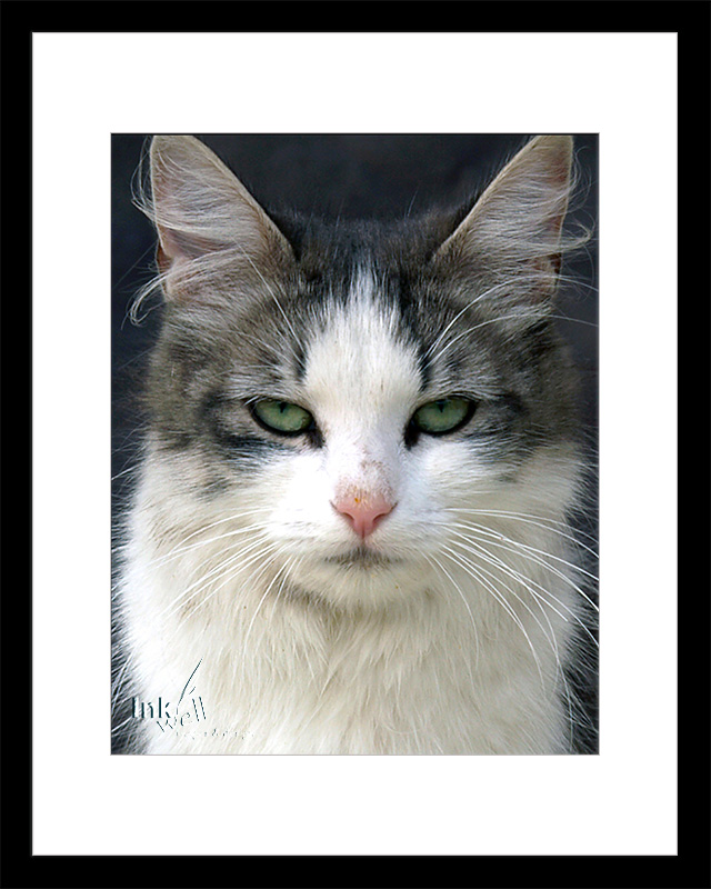 portrait of a pet cat